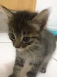 Bebês