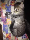 Bebês