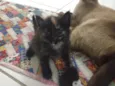 Bebês