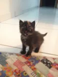 Bebês