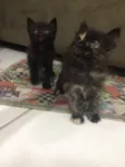 Bebês
