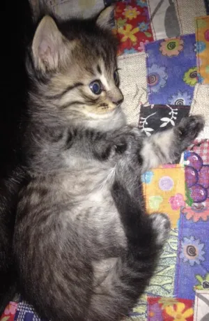 Gato raça Srd idade Abaixo de 2 meses nome Bebês 