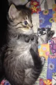 Bebês