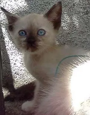 Gato ra a SRD idade 7 a 11 meses nome Menininhas