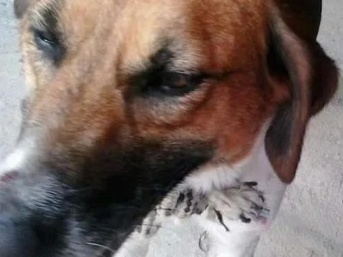 Cachorro raça Vira lata idade 2 anos nome Sem nome