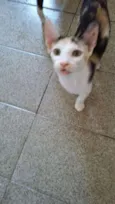 Tricolor
