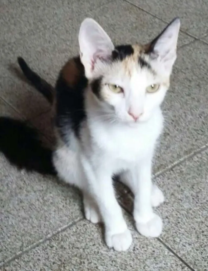 Gato ra a Srd idade 2 a 6 meses nome Tricolor