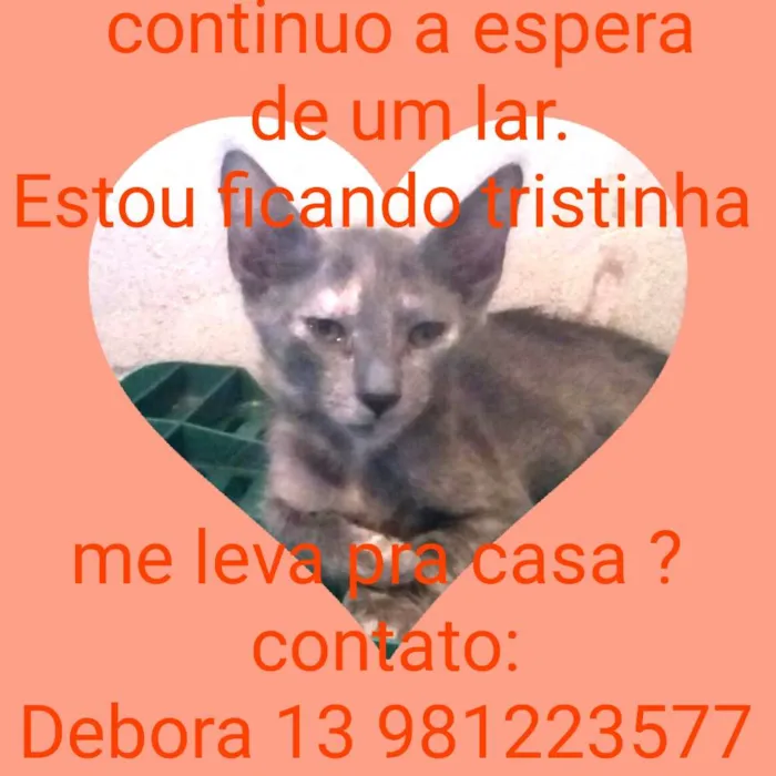 Gato ra a Srd idade 2 a 6 meses nome Cinzenta