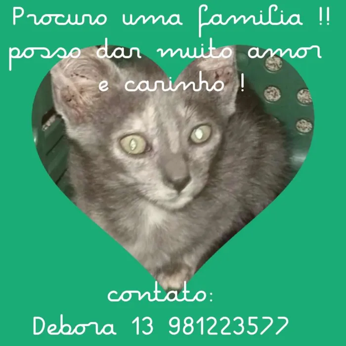 Gato ra a Srd idade 2 a 6 meses nome Cinzenta