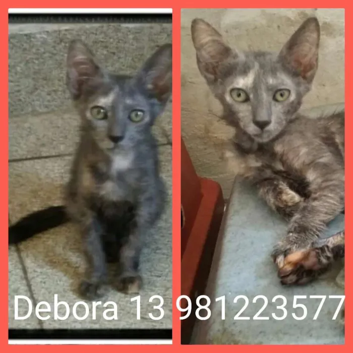 Gato ra a Srd idade 2 a 6 meses nome Cinzenta