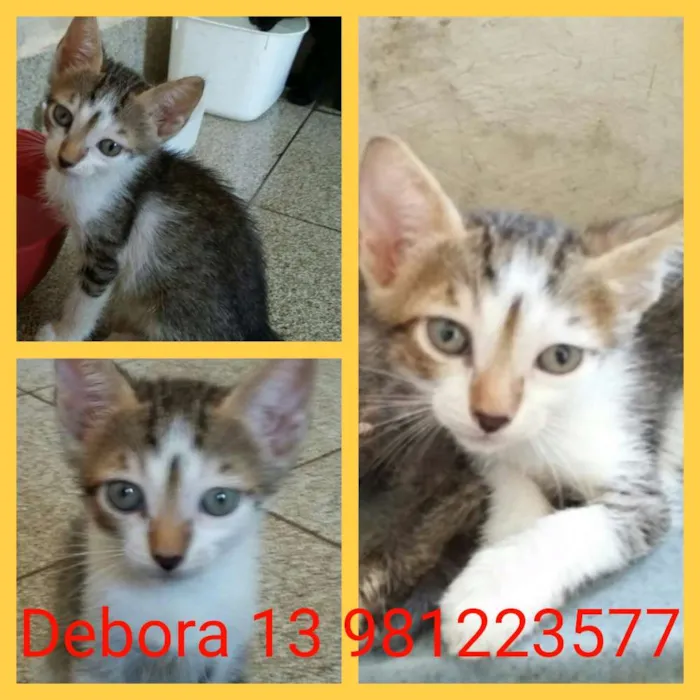 Gato ra a Srd idade 2 a 6 meses nome Nariz amarelo
