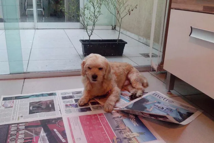 Cachorro raça vira lata idade 1 ano nome desconhecido