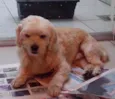 desconhecido