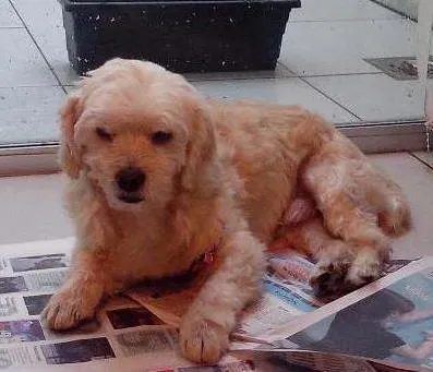 Cachorro raça vira lata idade 1 ano nome desconhecido