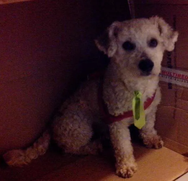 Cachorro raça indefinida idade 2 anos nome sem nome