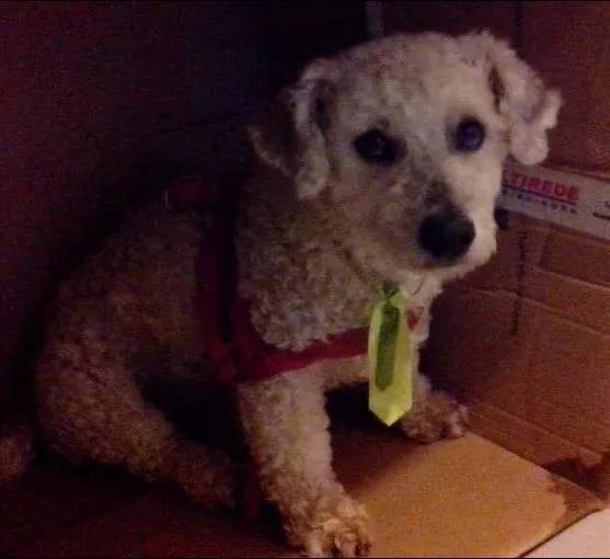 Cachorro raça indefinida idade 2 anos nome sem nome