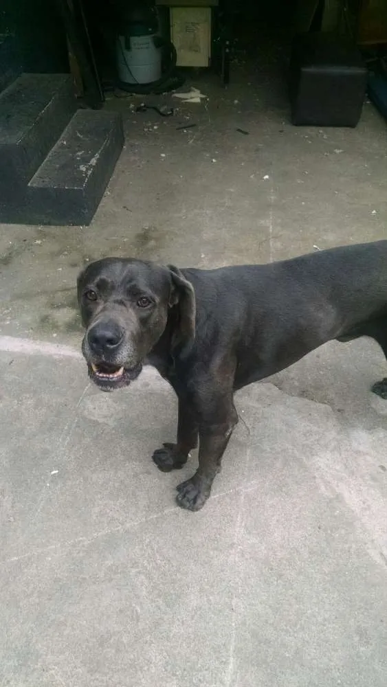 Cachorro ra a Labrador com Cane Corso idade 5 anos nome Rex