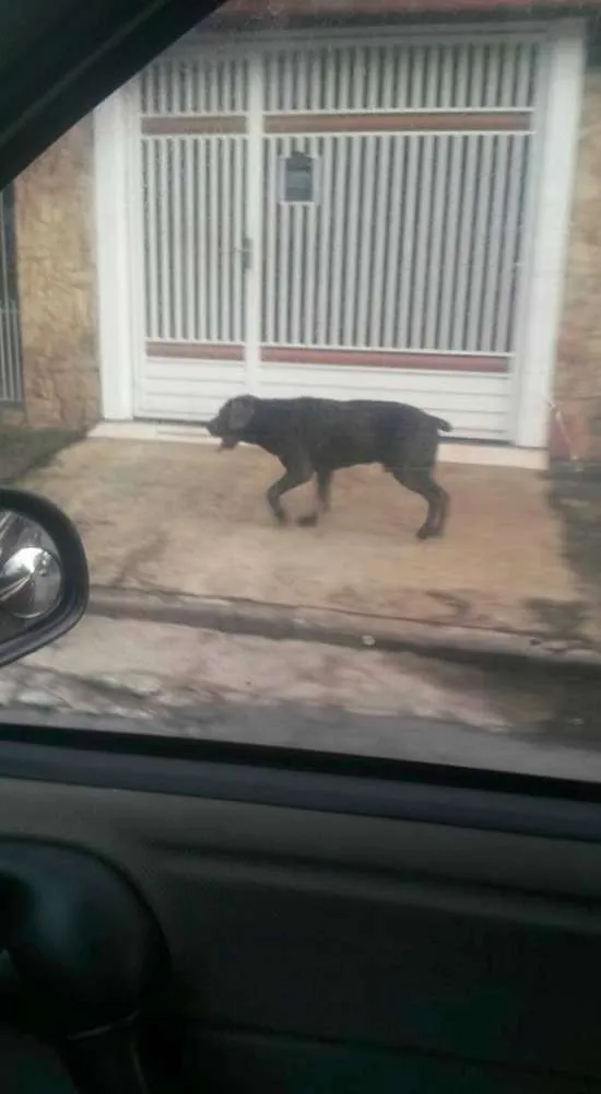 Cachorro ra a Labrador com Cane Corso idade 5 anos nome Rex