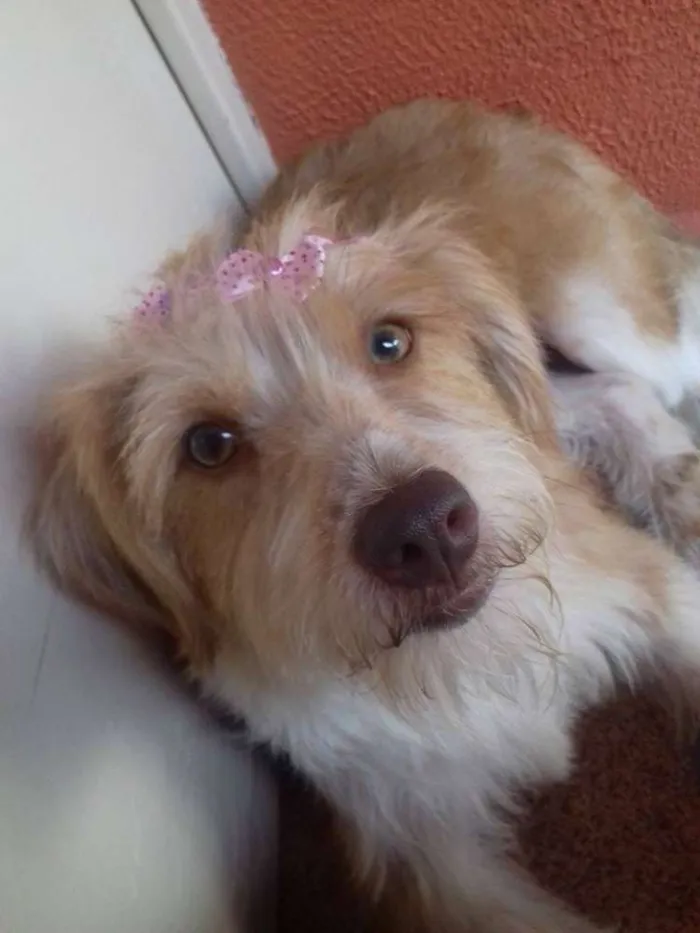Cachorro ra a SRD idade 2 anos nome Mel