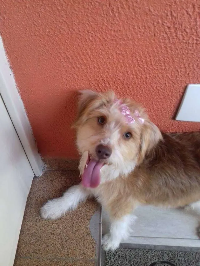 Cachorro ra a SRD idade 2 anos nome Mel