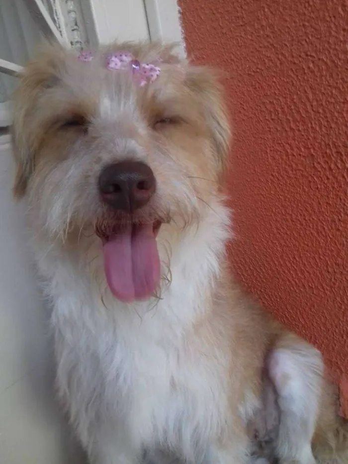 Cachorro ra a SRD idade 2 anos nome Mel
