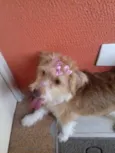 Mel