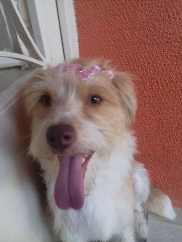 Cachorro ra a SRD idade 2 anos nome Mel