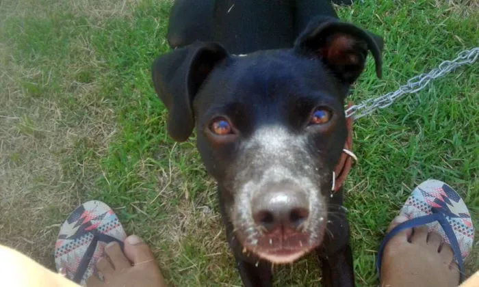 Cachorro ra a Vira lata idade 1 ano nome Bob