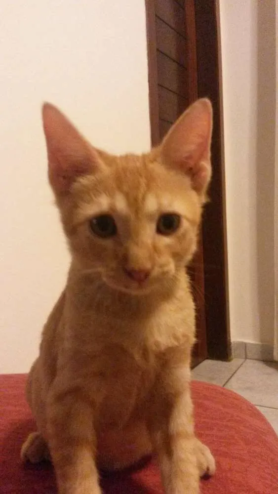Gato raça Indefinida  idade 2 a 6 meses nome Alemão e lili