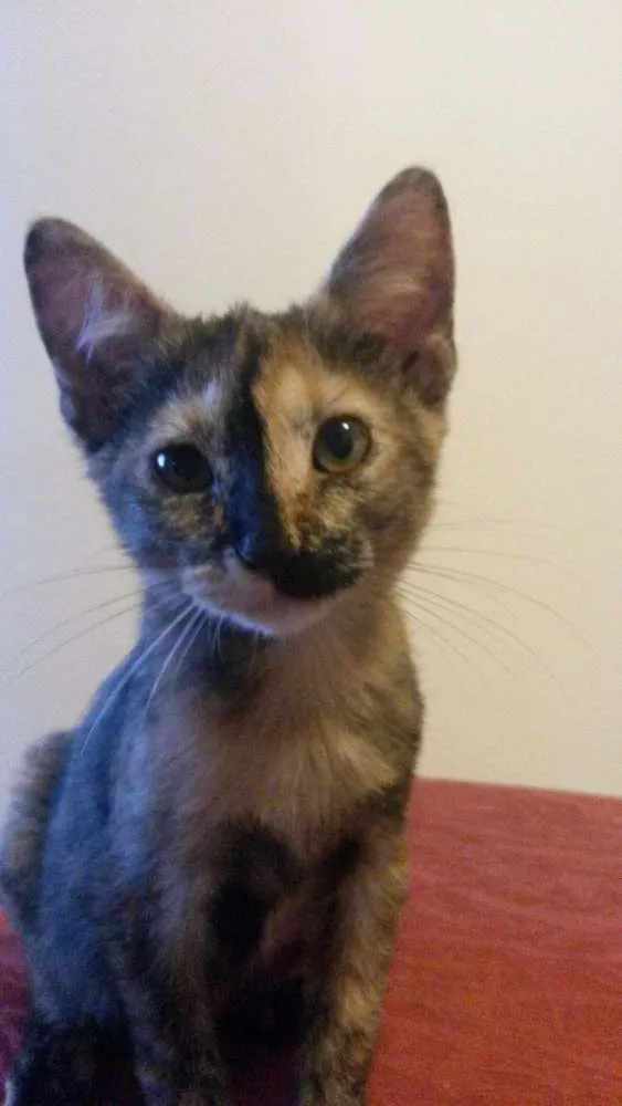 Gato raça Indefinida  idade 2 a 6 meses nome Alemão e lili
