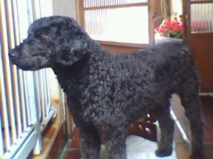 Cachorro ra a poodle idade 6 ou mais anos nome Denis