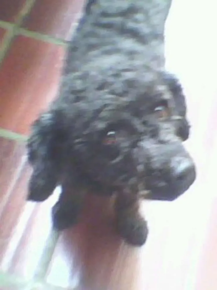 Cachorro ra a poodle idade 6 ou mais anos nome Denis