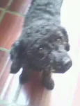 Denis
