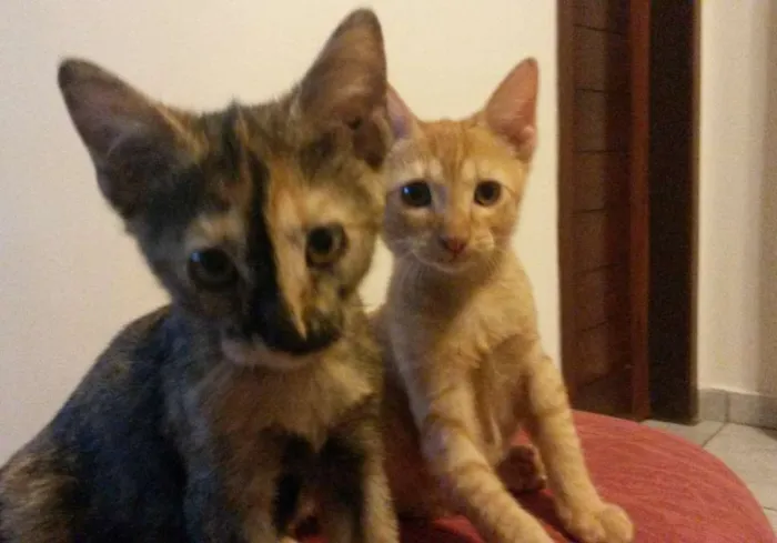 Gato raça Indefinida  idade 2 a 6 meses nome Alemão e lili