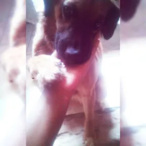 Cachorro raça Pastor Alemão idade 6 ou mais anos nome Bobi