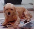 desconhecido