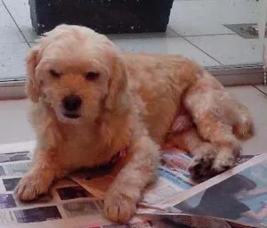 Cachorro raça vira lata idade 1 ano nome desconhecido