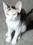 Tricolor