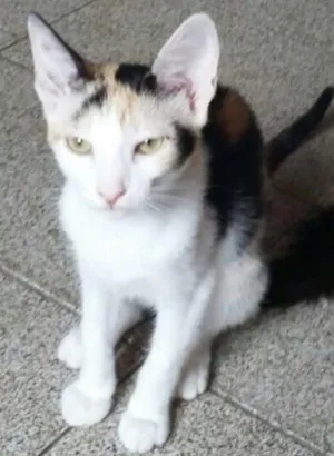 Gato raça Srd idade 2 a 6 meses nome Tricolor