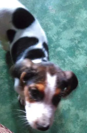 Cachorro raça Vira lata idade 2 a 6 meses nome Maylu