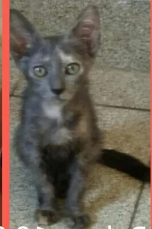 Gato raça Srd idade 2 a 6 meses nome Cinzenta