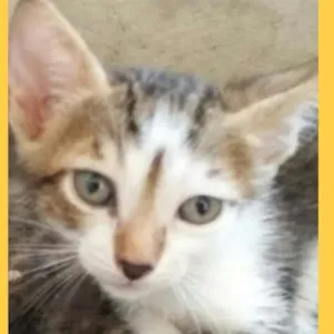 Gato raça Srd idade 2 a 6 meses nome Nariz amarelo