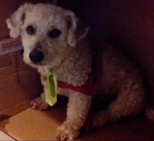 Cachorro raça indefinida idade 2 anos nome sem nome