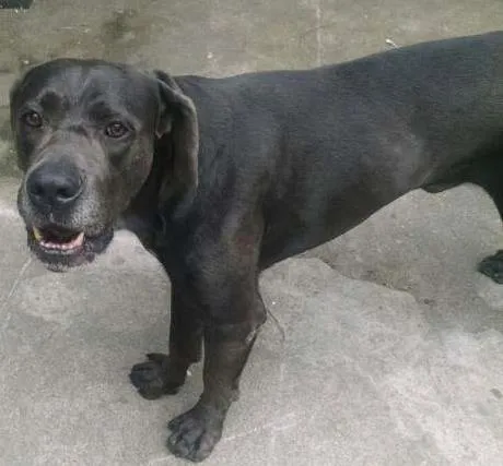 Cachorro ra a Labrador com Cane Corso idade 5 anos nome Rex