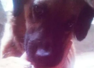 Cachorro raça Pastor Alemão idade 6 ou mais anos nome Bobi