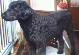 Cachorro raça poodle idade 6 ou mais anos nome Denis