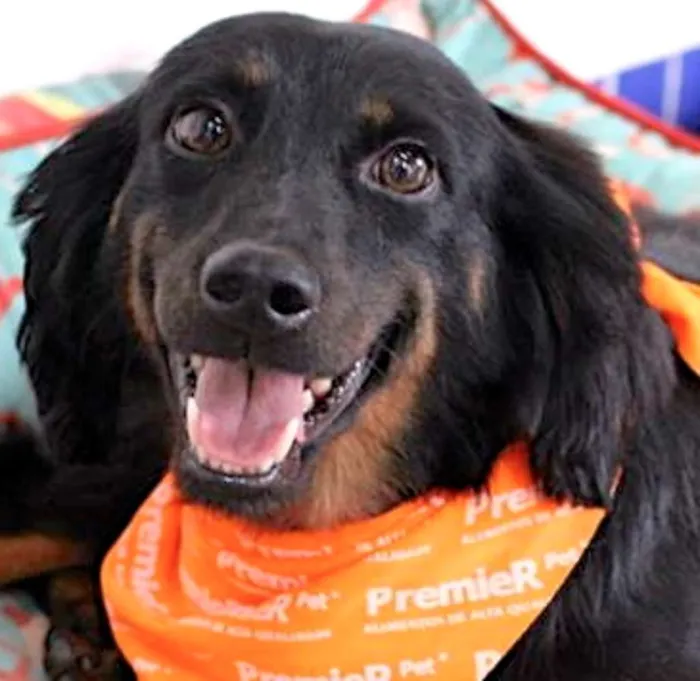 Cachorro ra a  idade 4 anos nome Isabelle