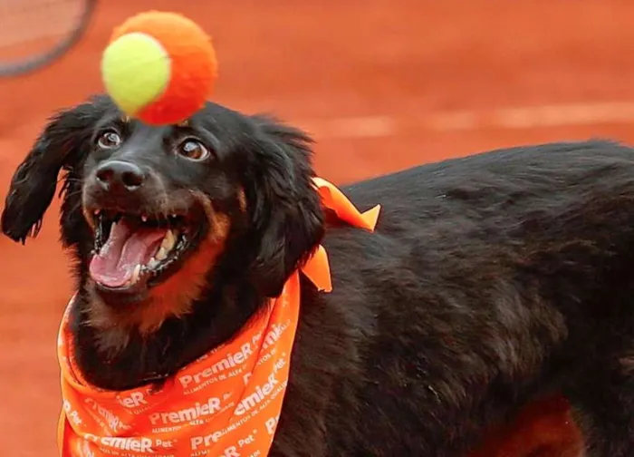 Cachorro ra a  idade 4 anos nome Isabelle
