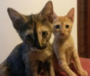 Gato raça Indefinida  idade 2 a 6 meses nome Alemão e lili
