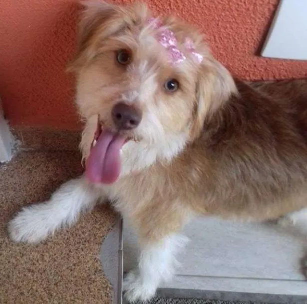 Cachorro ra a SRD idade 2 anos nome Mel